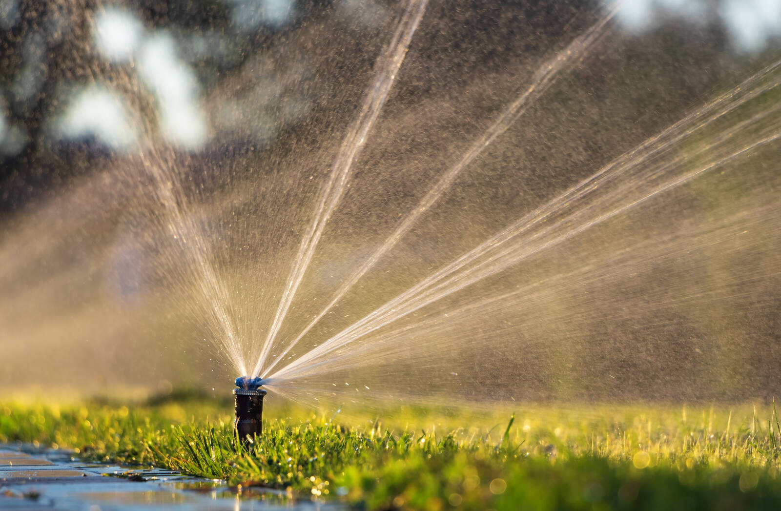 Irrigation construction by Premier Outdoors, Melbourne eastern suburbs
